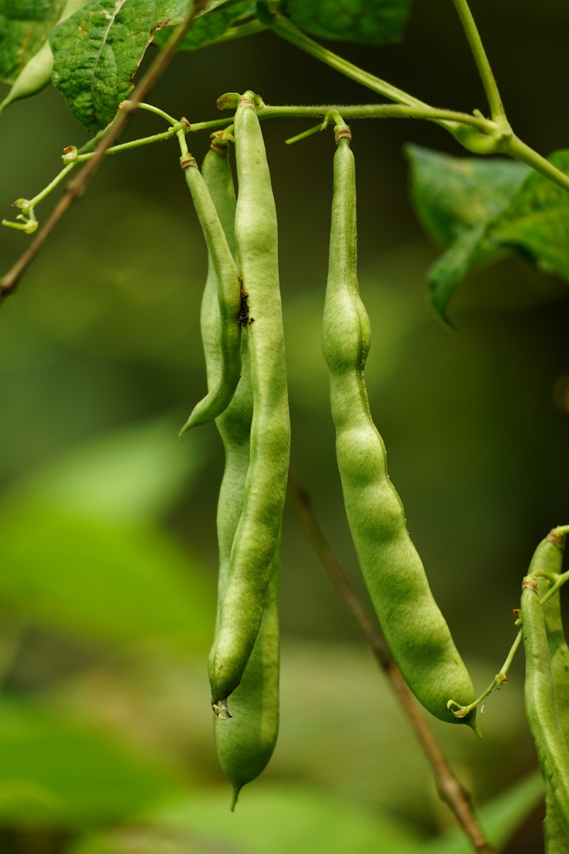 Grow Beans In Any Climate: Your Year-Round Guide To Crunchy Pods And Cozy Soups