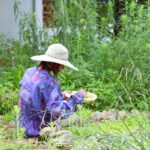 How This “Year in the Veg Garden” Works