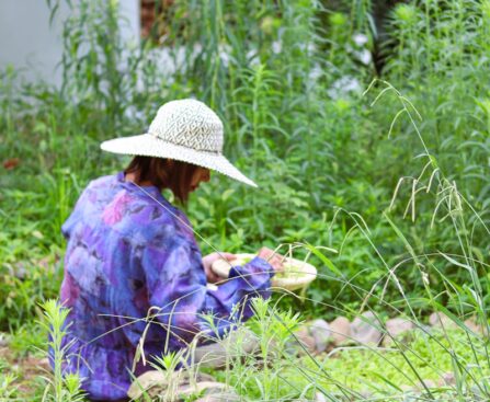 How This “Year in the Veg Garden” Works