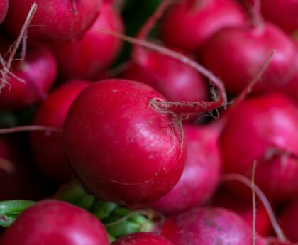 Radishes Are the Fastest, Healthiest Crop You Can Grow (And They Fight Pests Too)