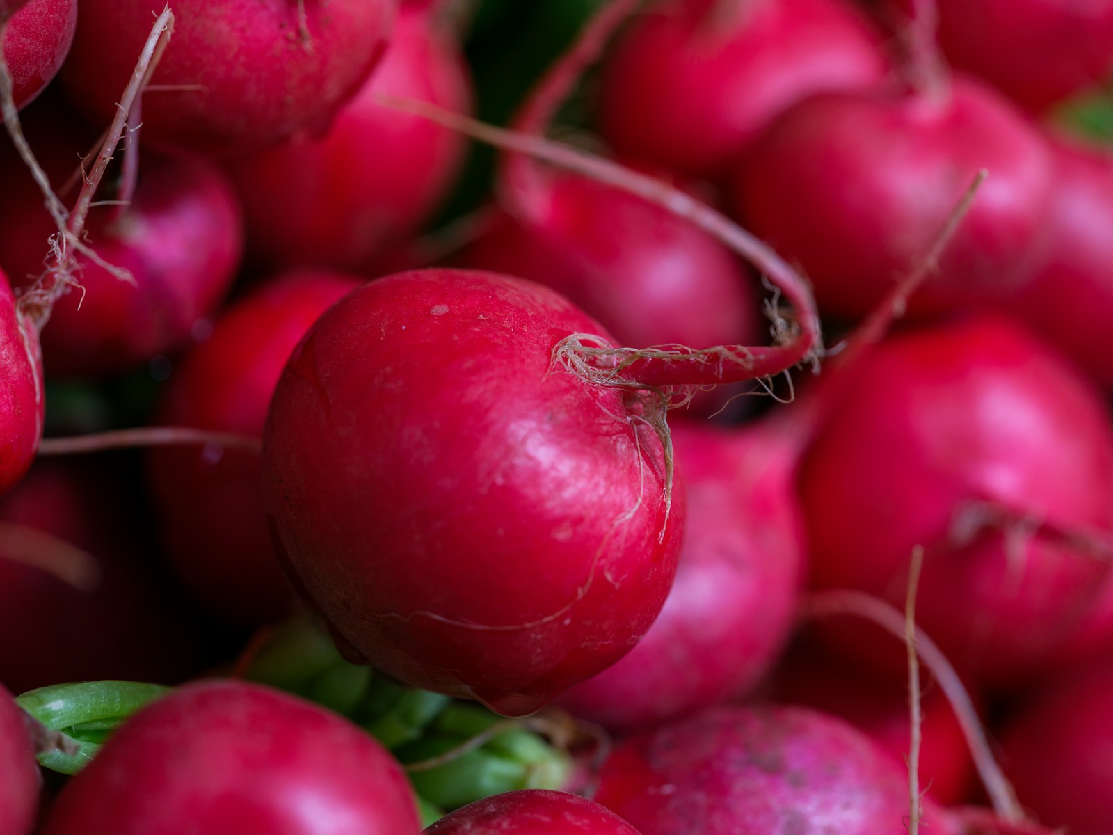 Radishes Are the Fastest, Healthiest Crop You Can Grow (And They Fight Pests Too)