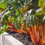 Vegetable Garden in January: The Quiet Month That Sets Up a Big Harvest