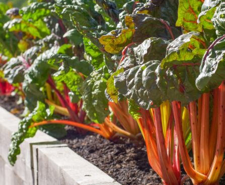 Vegetable Garden in January: The Quiet Month That Sets Up a Big Harvest