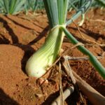 Crops That Thrive When Started in February