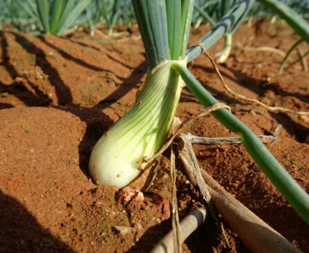 Crops That Thrive When Started in February