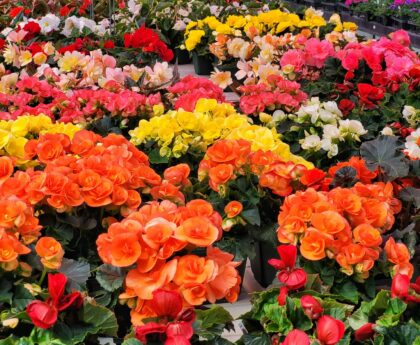 Needham Garden Center Guide: Where We Shop, What We Buy, And How We Make It All Work