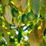 When Is Avocado Season in California?