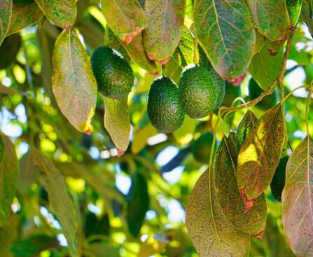 When Is Avocado Season in California?