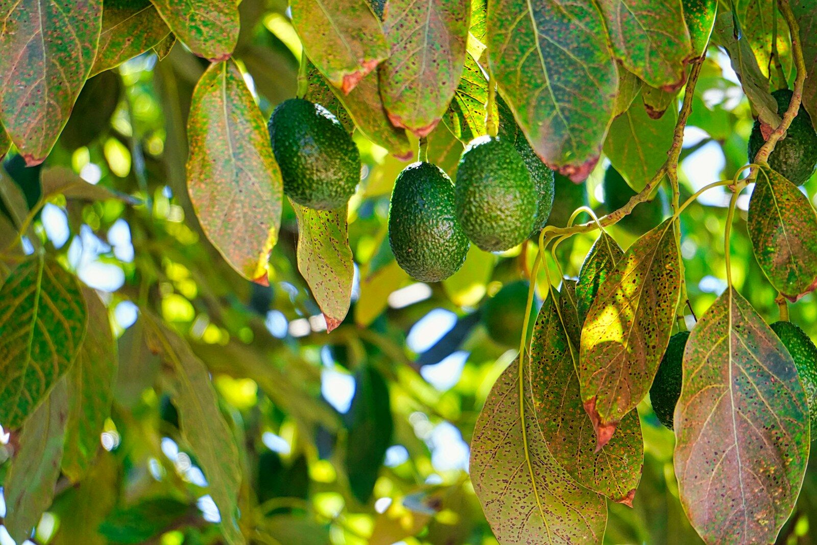 When Is Avocado Season in California?