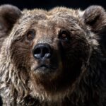 Why Masha and the Bear’s “Recipe for Disaster” Became a Quiet YouTube Giant