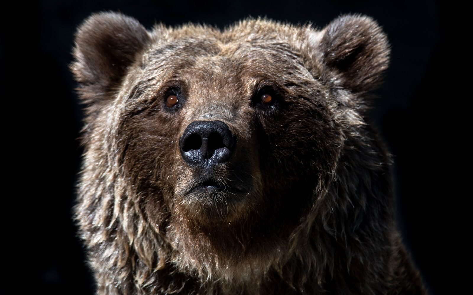 Why Masha and the Bear’s “Recipe for Disaster” Became a Quiet YouTube Giant