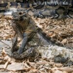 Why BBC Earth’s Iguana vs Snakes Scene Feels Like an Action Film