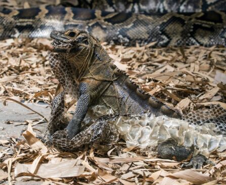 Why BBC Earth’s Iguana vs Snakes Scene Feels Like an Action Film