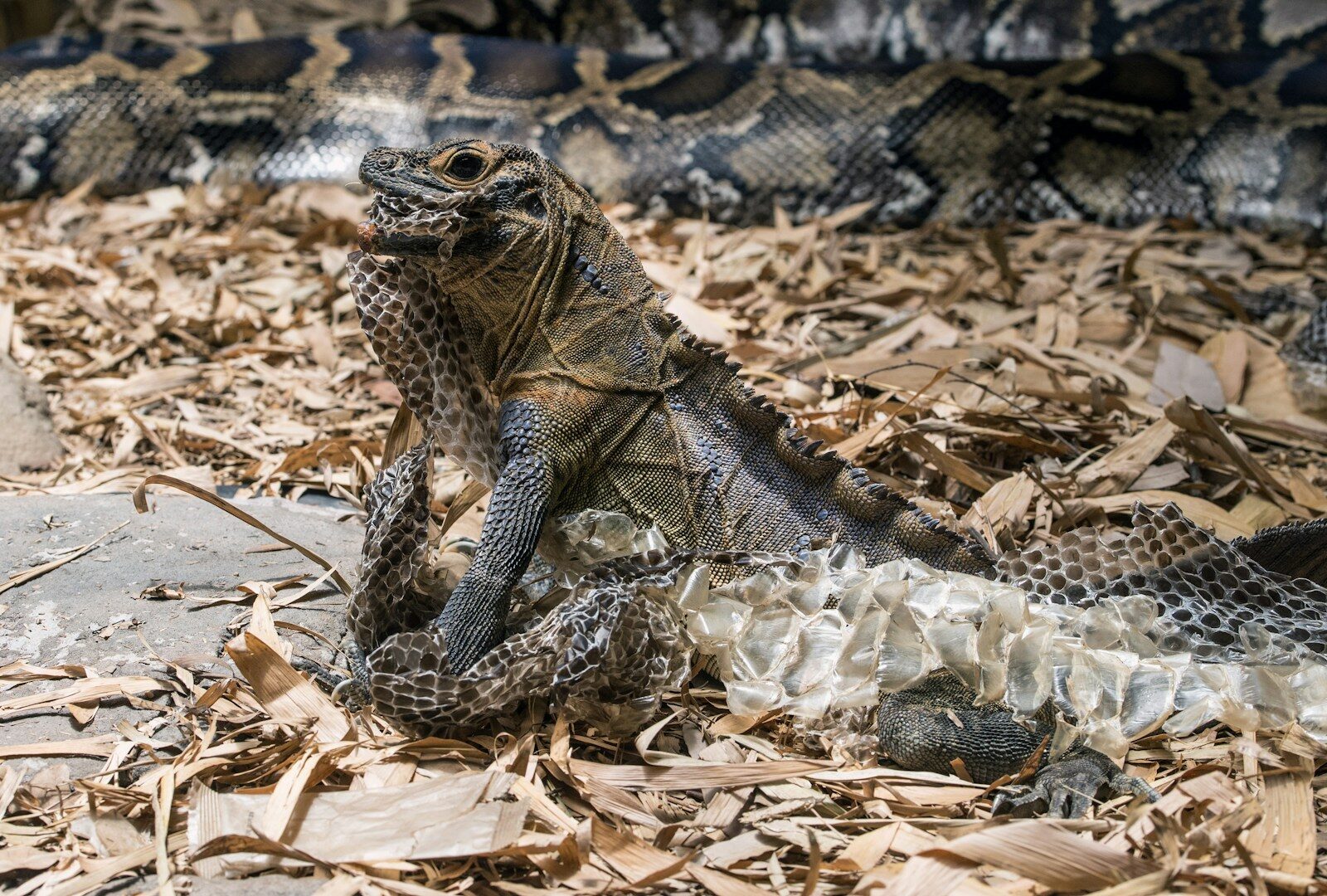 Why BBC Earth’s Iguana vs Snakes Scene Feels Like an Action Film