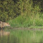 How ‘Wolves Change Rivers’ Turned Ecology Into a Story We Remember