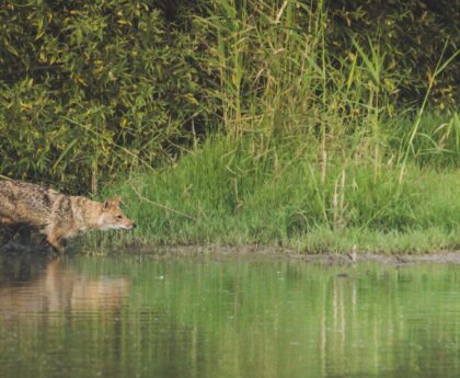 How ‘Wolves Change Rivers’ Turned Ecology Into a Story We Remember