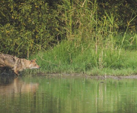 How ‘Wolves Change Rivers’ Turned Ecology Into a Story We Remember