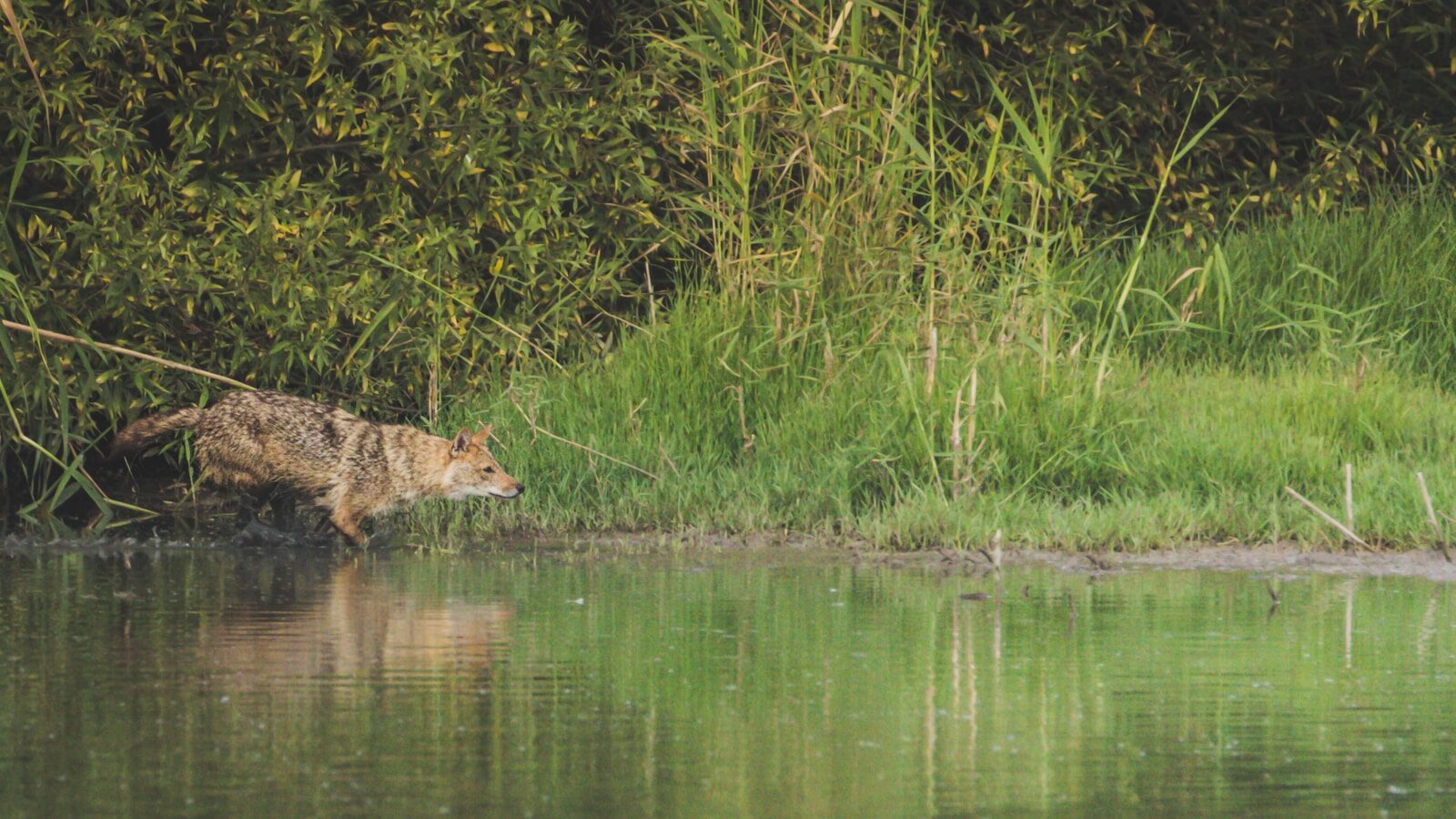 How ‘Wolves Change Rivers’ Turned Ecology Into a Story We Remember